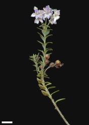 Veronica pimeleoides subsp. faucicola. Sprig. Scale = 10 mm.
 Image: M.J. Bayly & A.V. Kellow © Te Papa CC-BY-NC 3.0 NZ